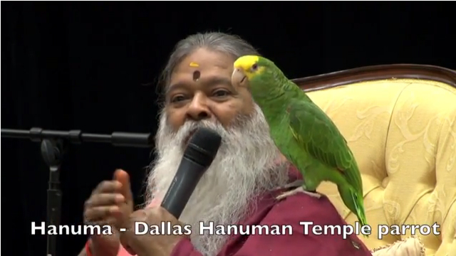 Dallas Hanuma Parrot