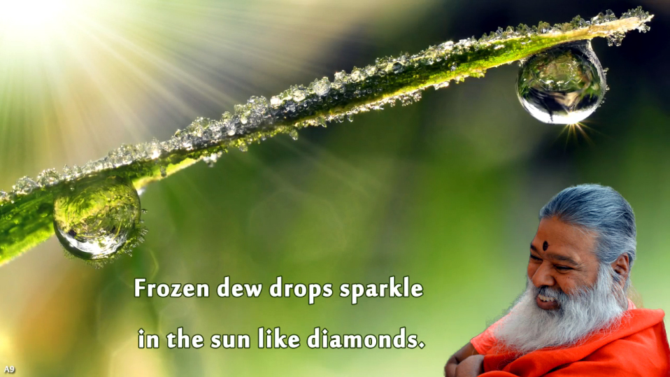 dew drops