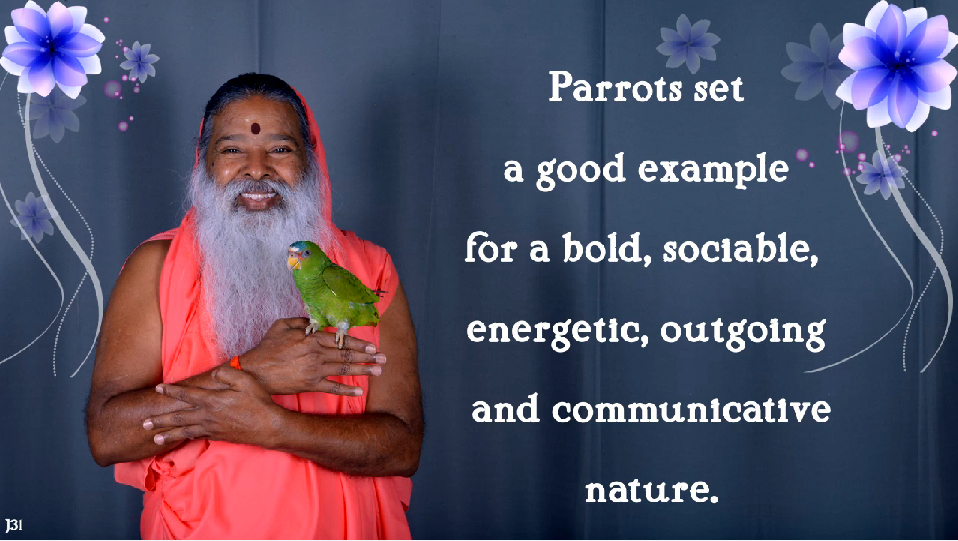 parrots nature